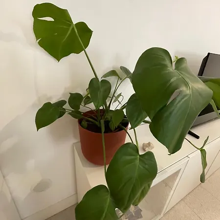 Apartment Agata Summer *